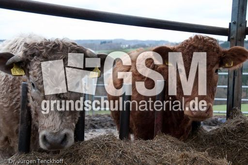 Hausrind (168 von 174).jpg